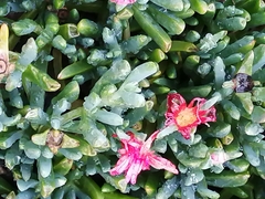 Mesembryanthemoideae