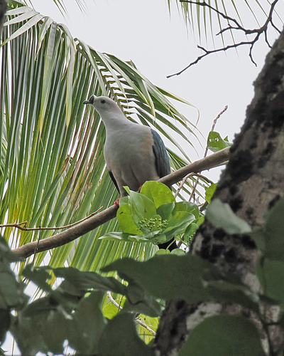 Spice Imperial Pigeon (Ducula myristicivora), photo 3