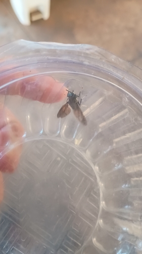 Black Soldier Fly