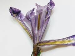 Iris longipetala