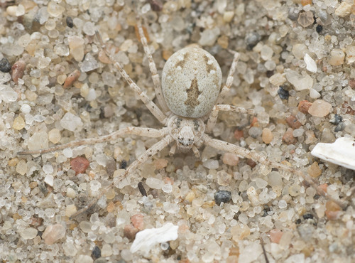 Sand Running Spider, Greifswald, Deutschland, photo 6 of 10