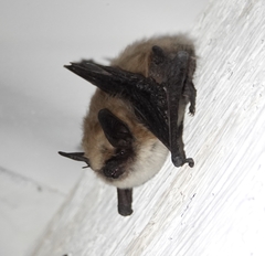 Myotis ciliolabrum