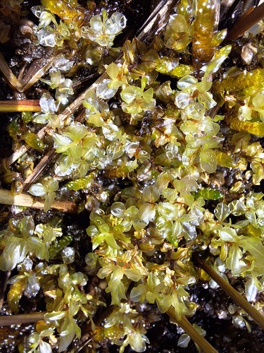 Cinclidium stygium observed 2026-07-16