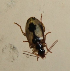 Lebia fuscata