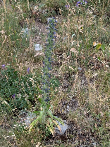 Campanula spicata, photograph 6