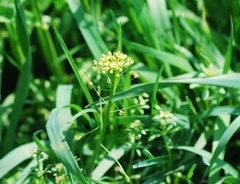 Draba nemorosa