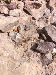 Stahnkeus deserticola