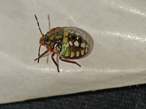 Southern Green Stink Bug
