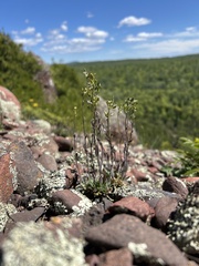 Draba arabisans