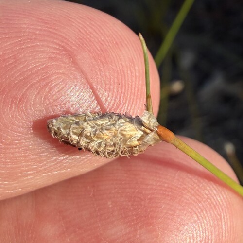 Eleocharis melanocarpa, 2026-07-15