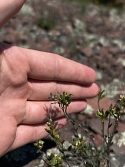(c) Justin Donahue, some rights reserved (CC BY) Draba arabisans, photograph (c) Justin Donahue, some rights reserved (CC BY)