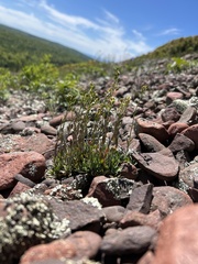 (c) Justin Donahue, some rights reserved (CC BY) Draba arabisans, photograph (c) Justin Donahue, some rights reserved (CC BY)