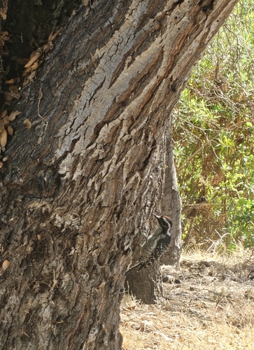 Nuttall's Woodpecker