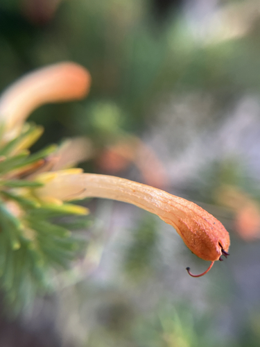 Erica thomae, photograph 3