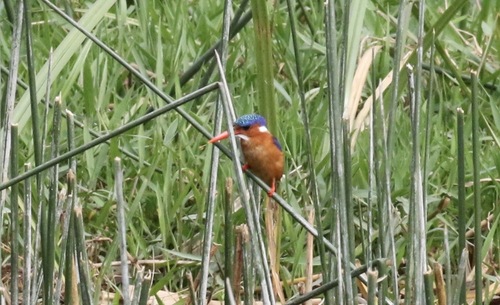 iNaturalist image