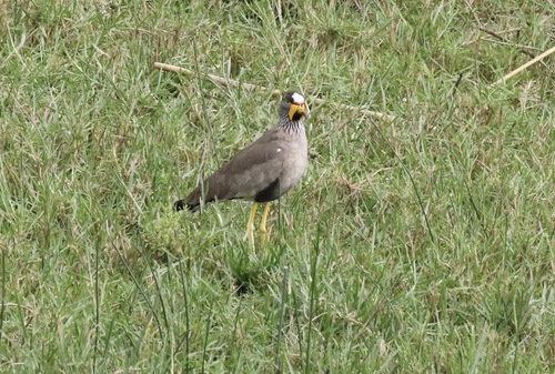 iNaturalist image