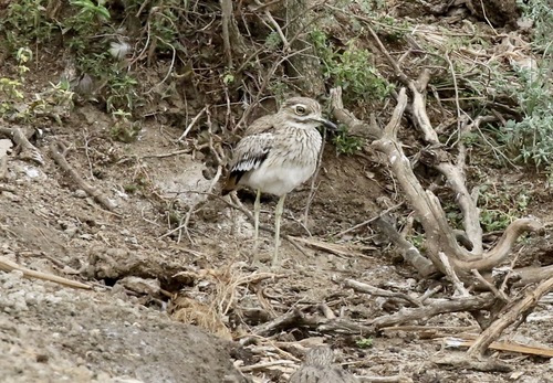 iNaturalist image