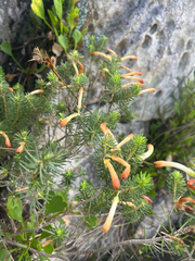 Erica thomae