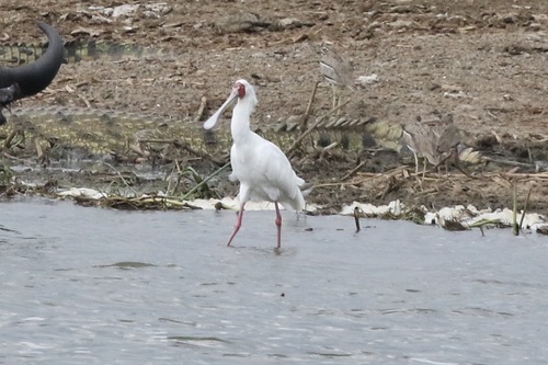 iNaturalist image