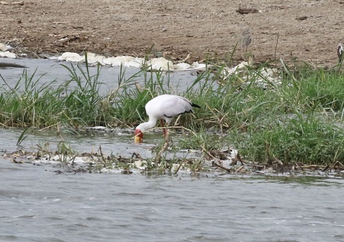 iNaturalist image