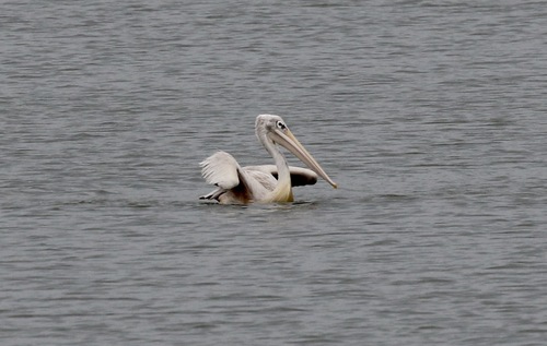iNaturalist image
