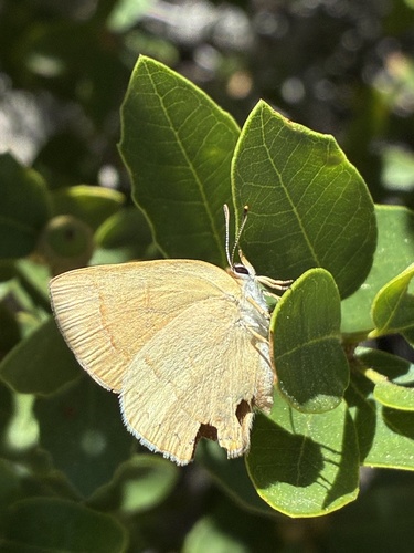 iNaturalist observation photo of Golden Hairstreak