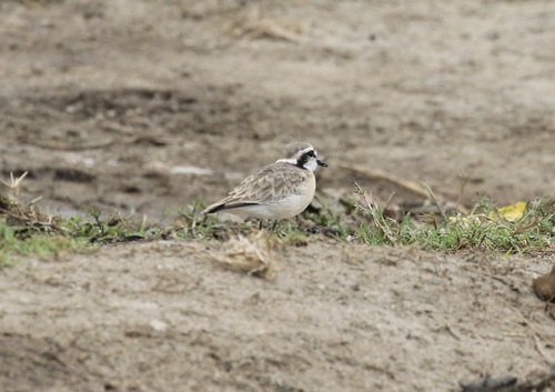 iNaturalist image