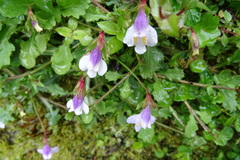 Mazus alpinus