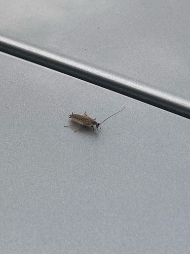 Dusky Cockroach