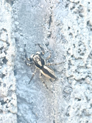 Gray Wall Jumping Spider