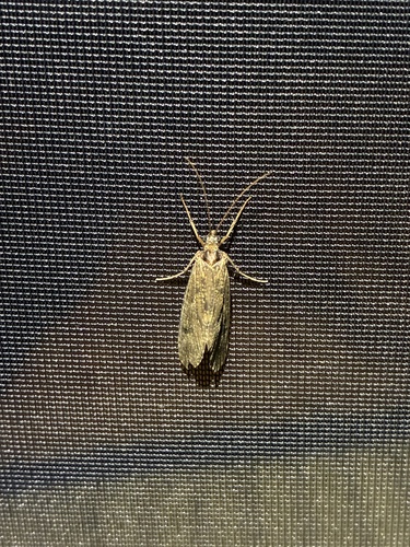 iNaturalist observation photo of Lucerne Moth
