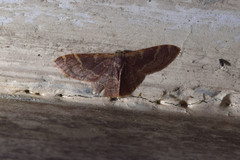 Idaea insuavis