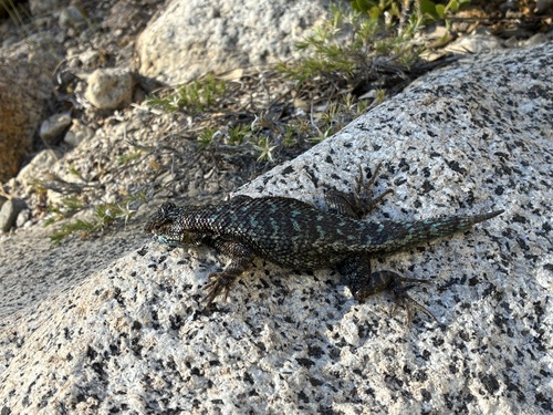 iNaturalist observation photo of Western Fence Lizard