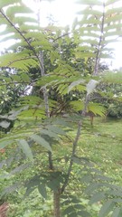 Zanthoxylum ailanthoides ailanthoides