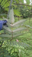 Zanthoxylum ailanthoides ailanthoides