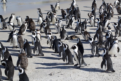 iNaturalist image