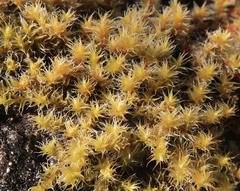 Racomitrium canescens