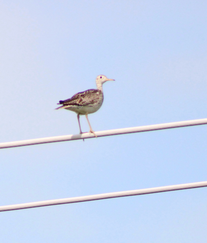 Upland Sandpiper
