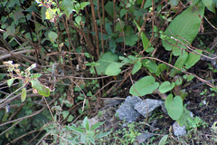 Cettia castaneocoronata