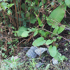 Cettia castaneocoronata