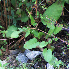 Cettia castaneocoronata