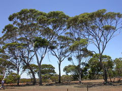 Eucalyptus recta