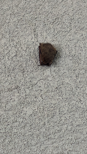 Tri-coloured Bat observed by jameely