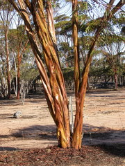 Eucalyptus salubris