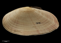 Gari convexa