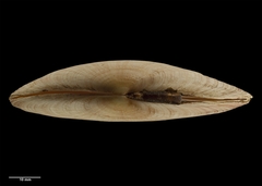 Gari convexa