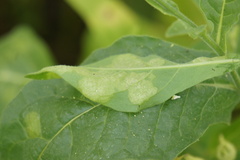 Míldio (Peronospora tabacina)