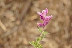 Salvia viridis, photograph (c) Alex Press, some rights reserved (CC BY)