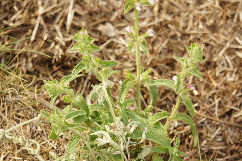 Salvia viridis, photograph 6