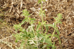 Salvia viridis, photograph (c) Alex Press, some rights reserved (CC BY)